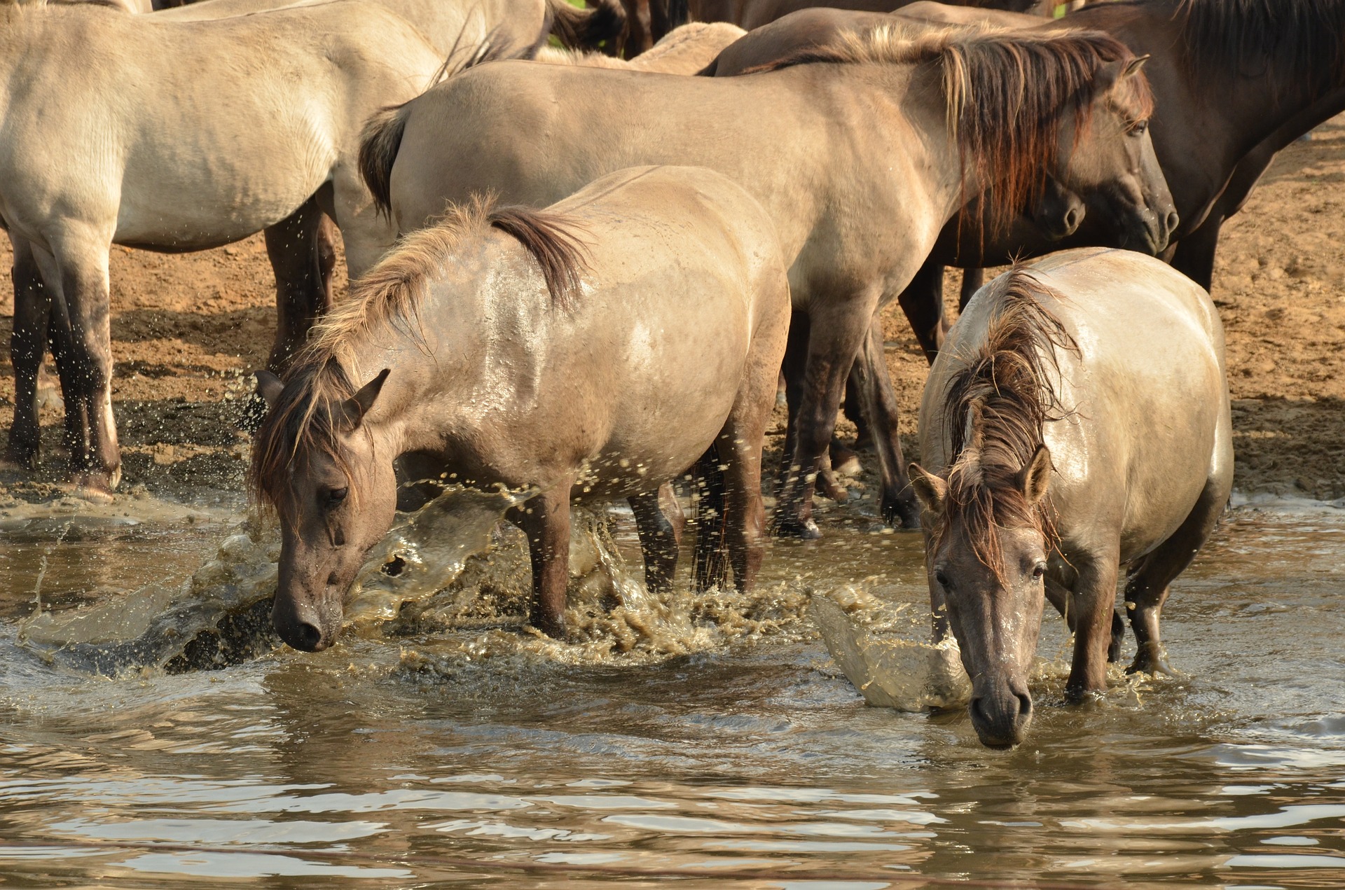 Horse | Backpacking with Bacon | UK Travel Blog