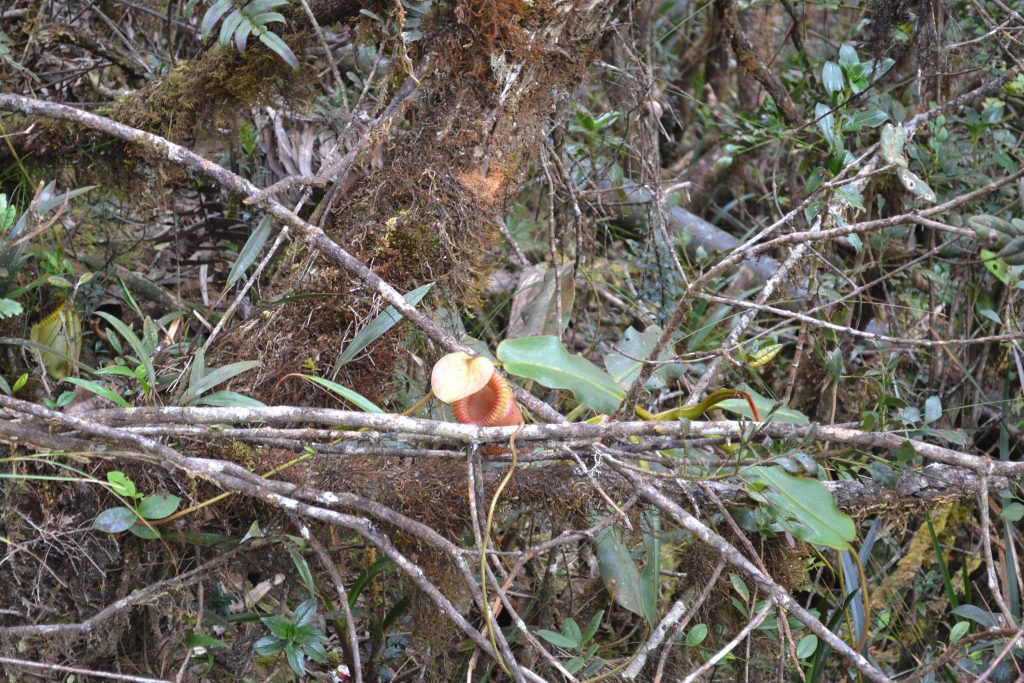 kinabulu flower