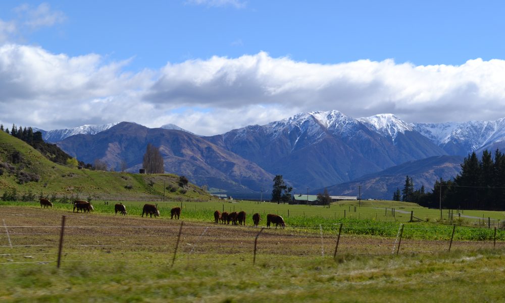 Backpacking with Bacon | Backpacking Travel Blog | New Zealand National Park