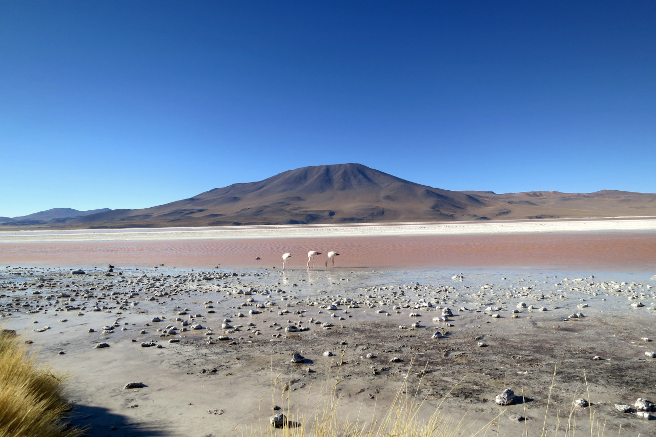 Laguna Colorada | Backpacking with Bacon | UK Travel Blog