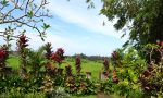 Bali Field | Backpacking Europe Blog