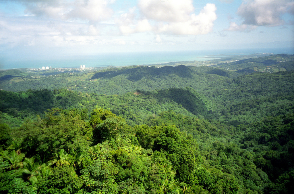 Rainforest | Caribbean Bucketlist | Backpacking with Bacon