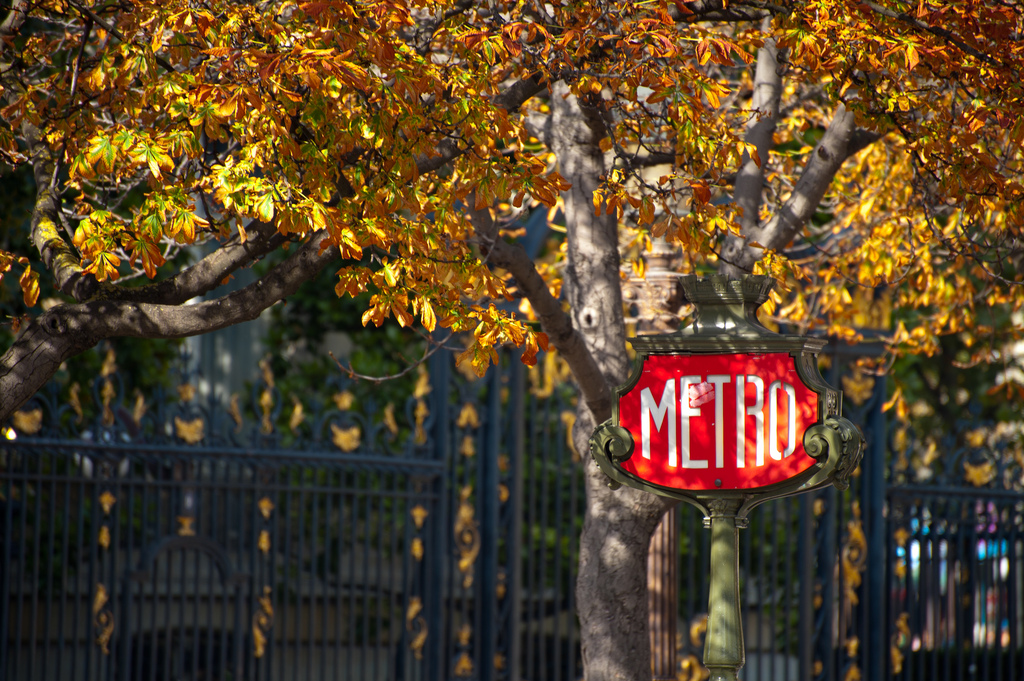 Leaves | Paris in Autumn | Backpacking with Bacon