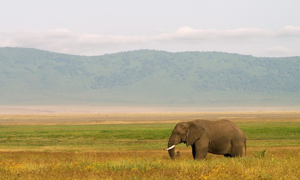 Elephant | Backpacking in Tanzania | Solo Backpacking UK Blog