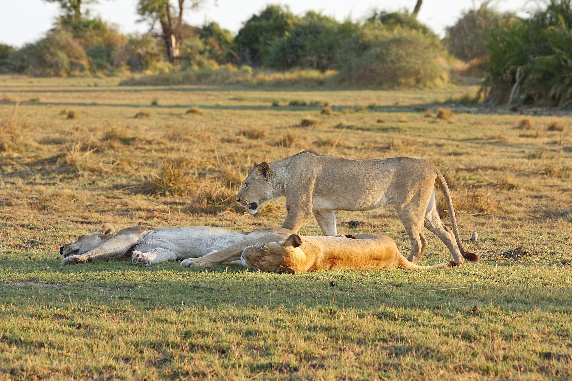 Lions | Backpacking in Tanzania | Solo Backpacking UK Blog