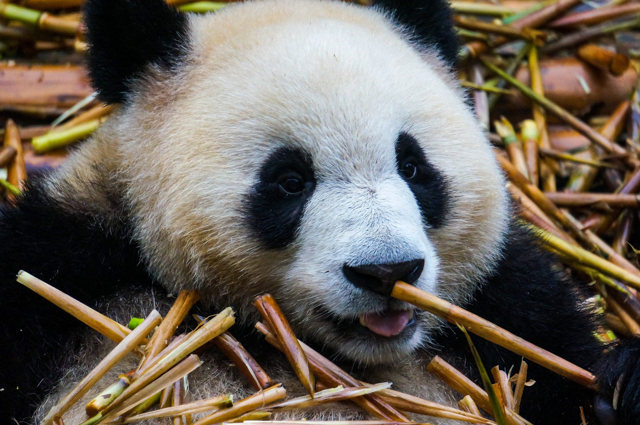 Giant Panda Chengdu | Backpacking with Bacon | Post Office Travel Blogger of the Year 2018