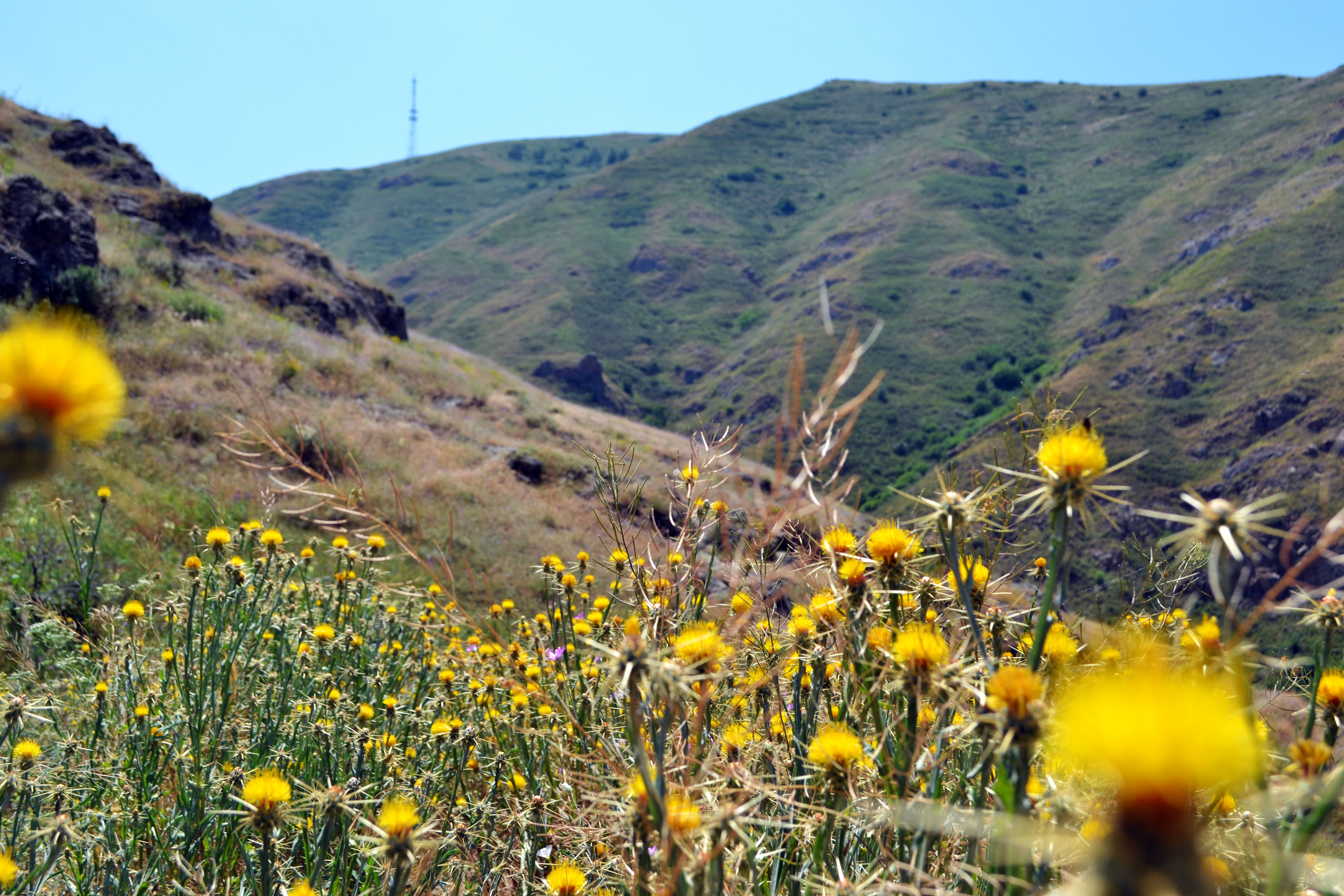 flowers2