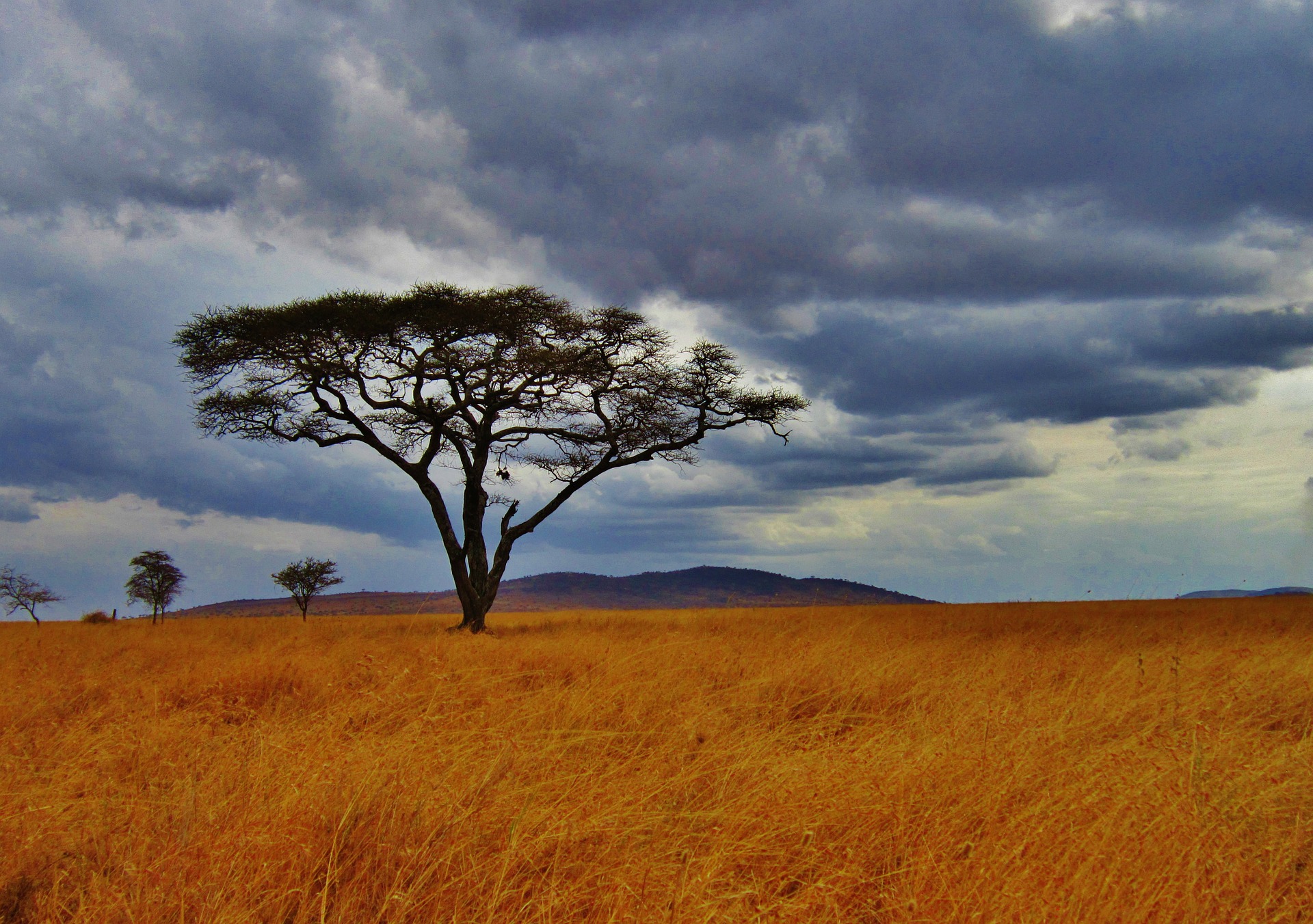 Tanzania Tree | Backpacking with Bacon | Solo Female Travel